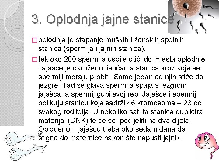 3. Oplodnja jajne stanice � oplodnja je stapanje muških i ženskih spolnih stanica (spermija