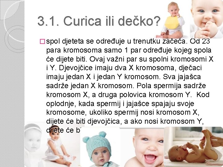 3. 1. Curica ili dečko? � spol djeteta se određuje u trenutku začeća. Od