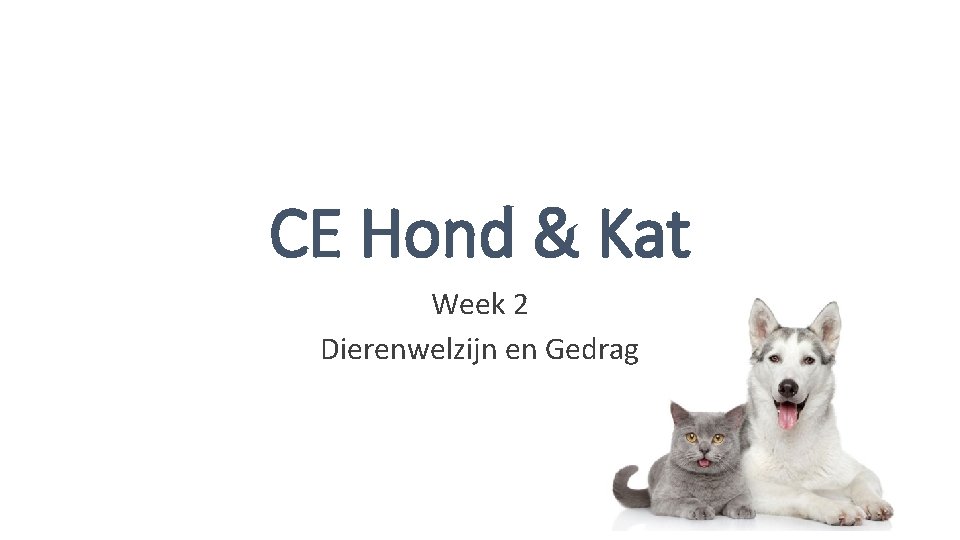 CE Hond & Kat Week 2 Dierenwelzijn en Gedrag CE Hond & Kat Week 2 Dierenwelzijn en Gedrag