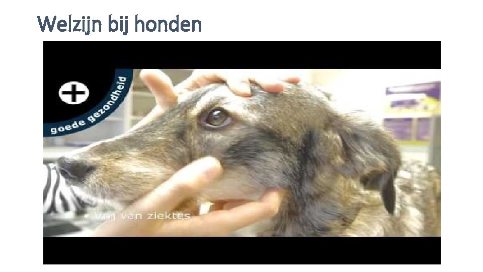 Welzijn bij honden 