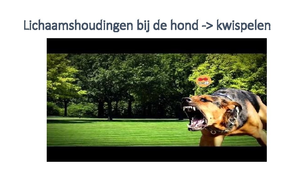 Lichaamshoudingen bij de hond -> kwispelen 