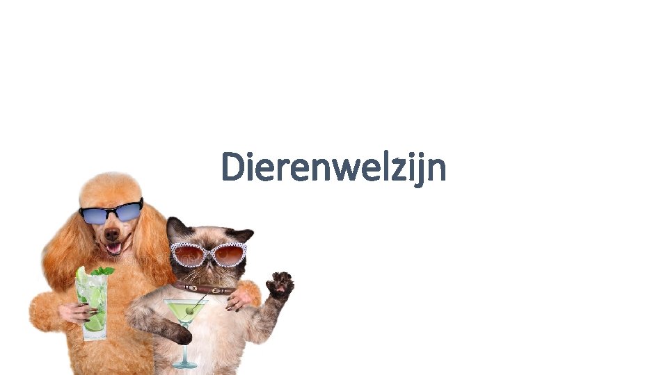 Dierenwelzijn 