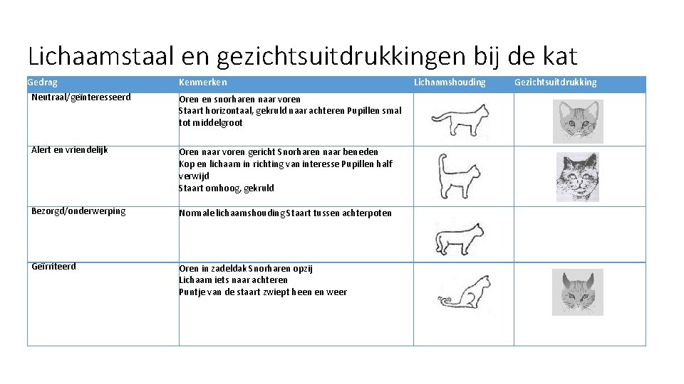 Lichaamstaal en gezichtsuitdrukkingen bij de kat Gedrag Neutraal/geïnteresseerd Kenmerken Oren en snorharen naar voren Lichaamstaal en gezichtsuitdrukkingen bij de kat Gedrag Neutraal/geïnteresseerd Kenmerken Oren en snorharen naar voren