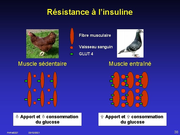 Résistance à l’insuline Fibre musculaire Vaisseau sanguin GLUT 4 Muscle sédentaire Apport et consommation