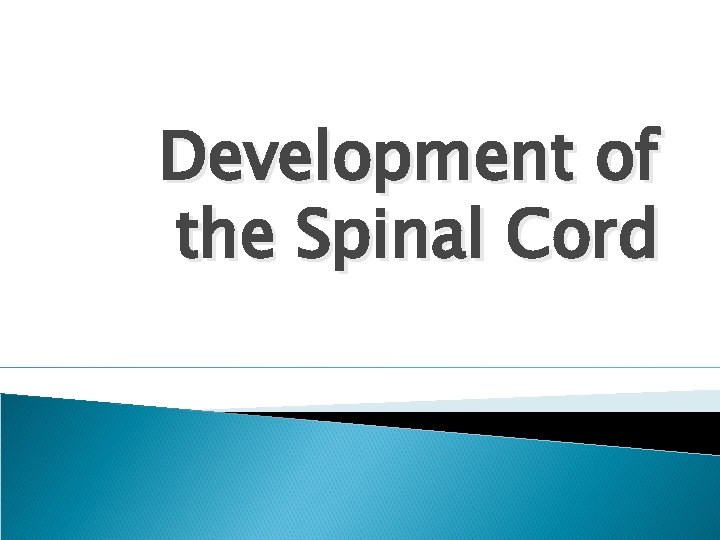 Development of the Spinal Cord 