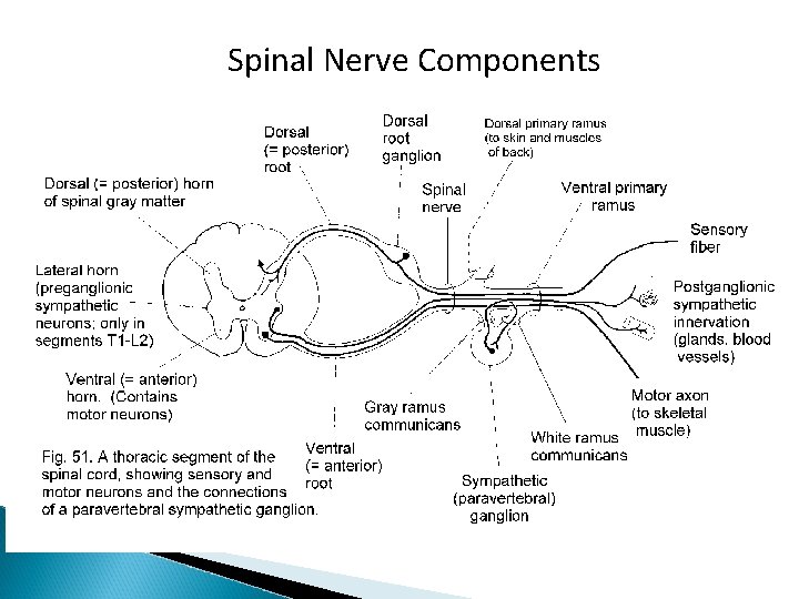 Spinal Nerve Components 