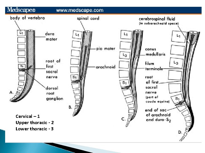 Cervical – 1 Upper thoracic - 2 Lower thoracic - 3 