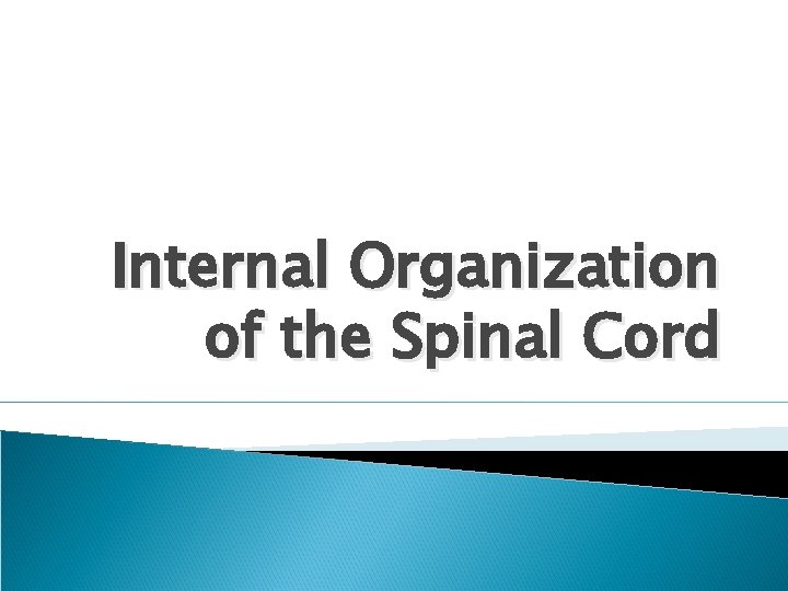 Internal Organization of the Spinal Cord 