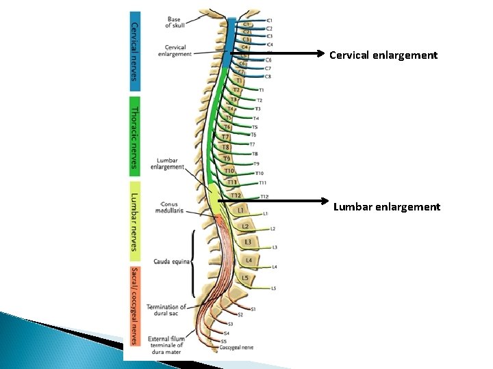 Cervical enlargement Lumbar enlargement 