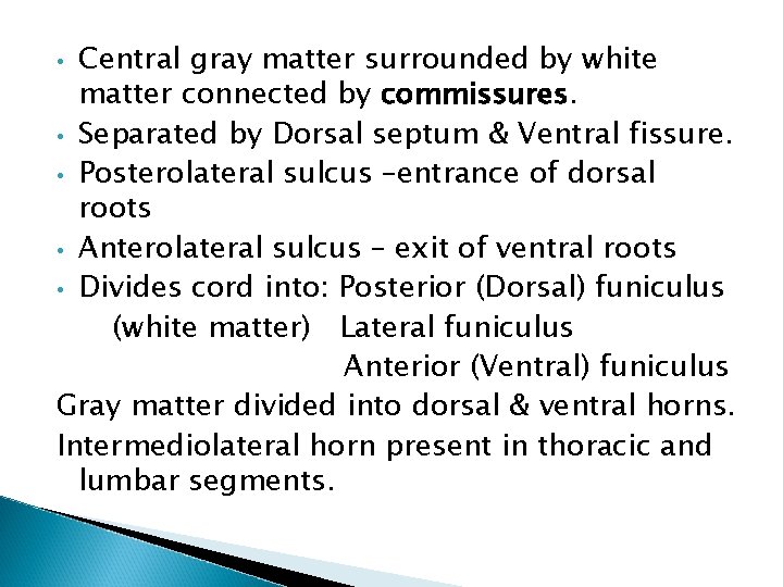 Central gray matter surrounded by white matter connected by commissures. • Separated by Dorsal