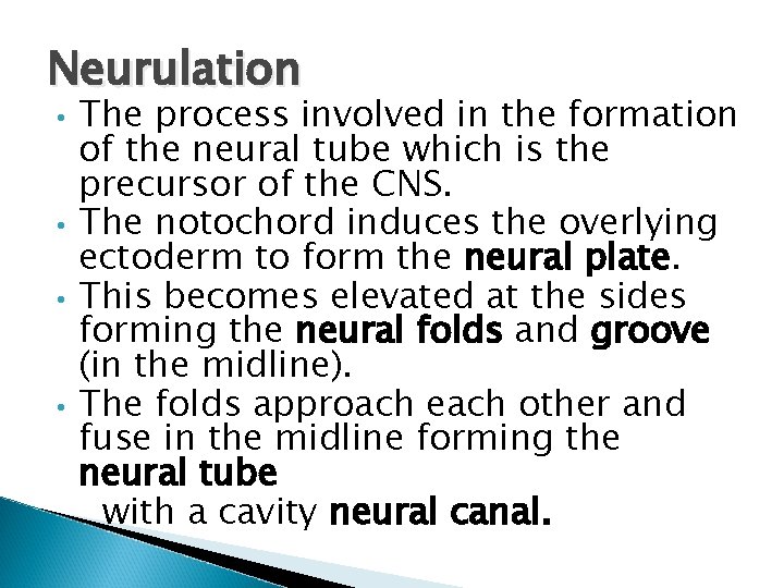 Neurulation • • The process involved in the formation of the neural tube which