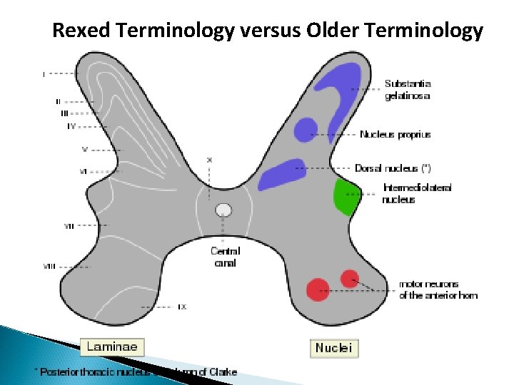 Rexed Terminology versus Older Terminology 