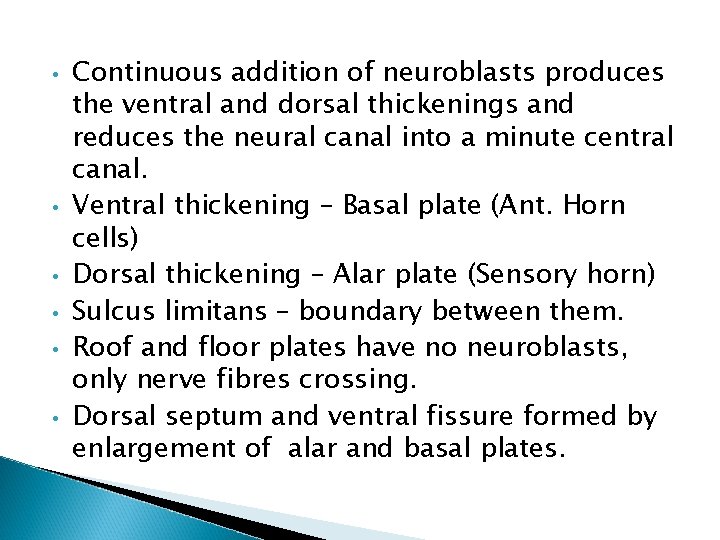  • • • Continuous addition of neuroblasts produces the ventral and dorsal thickenings