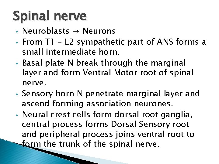 Spinal nerve • • • Neuroblasts → Neurons From T 1 – L 2