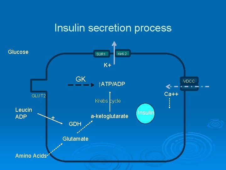 Insulin secretion process Glucose SUR 1 Kir 6. 2 K+ GK VDCC ↑ATP/ADP Ca++