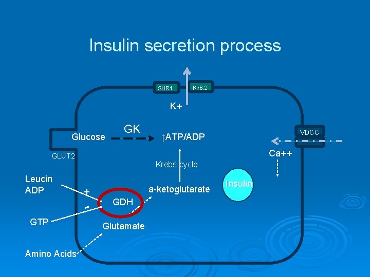 Insulin secretion process SUR 1 Kir 6. 2 K+ Glucose GK Ca++ GLUT 2