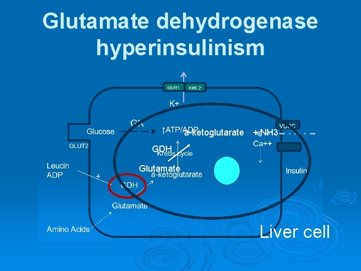 Glutamate dehydrogenase hyperinsulinism a-ketoglutarate + NH 3 GDH Glutamate Liver cell 
