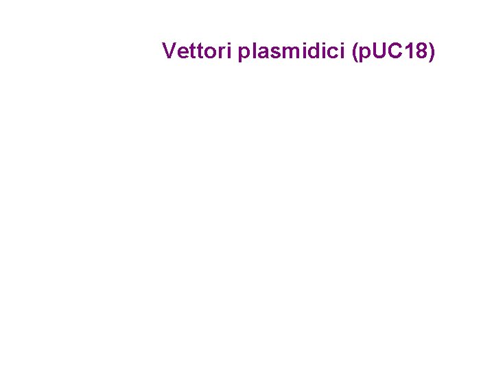 Vettori plasmidici (p. UC 18) 