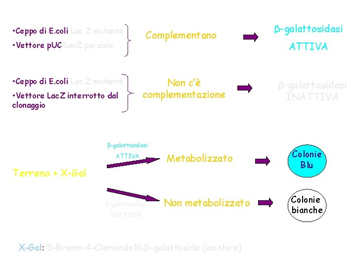  • Ceppo di E. coli Lac Z mutante • Vettore p. UC Lac.