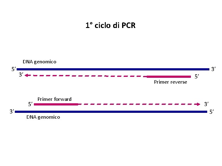 1° ciclo di PCR DNA genomico 5’ 3’ Primer reverse 3’ 5’ Primer forward