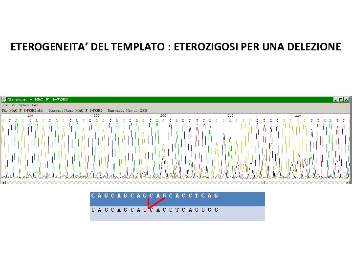 ETEROGENEITA’ DEL TEMPLATO : ETEROZIGOSI PER UNA DELEZIONE C A G C A G