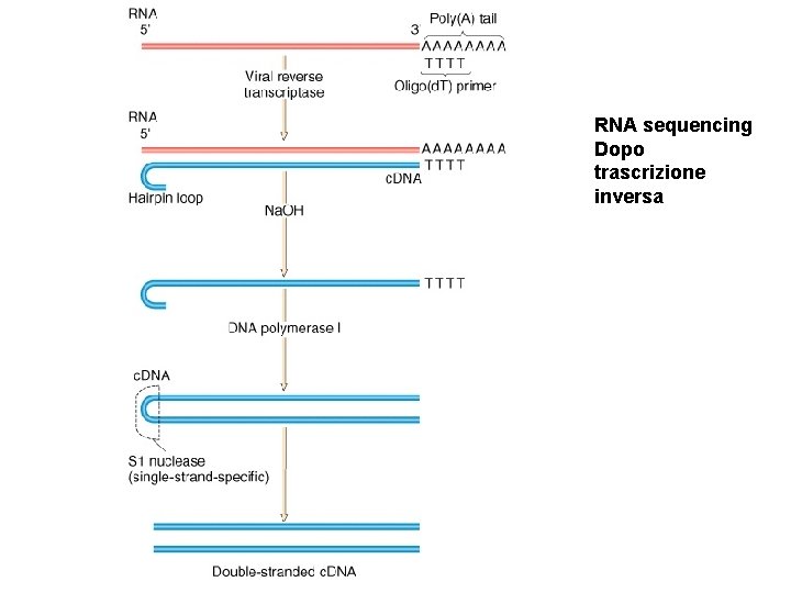 RNA sequencing Dopo trascrizione inversa 