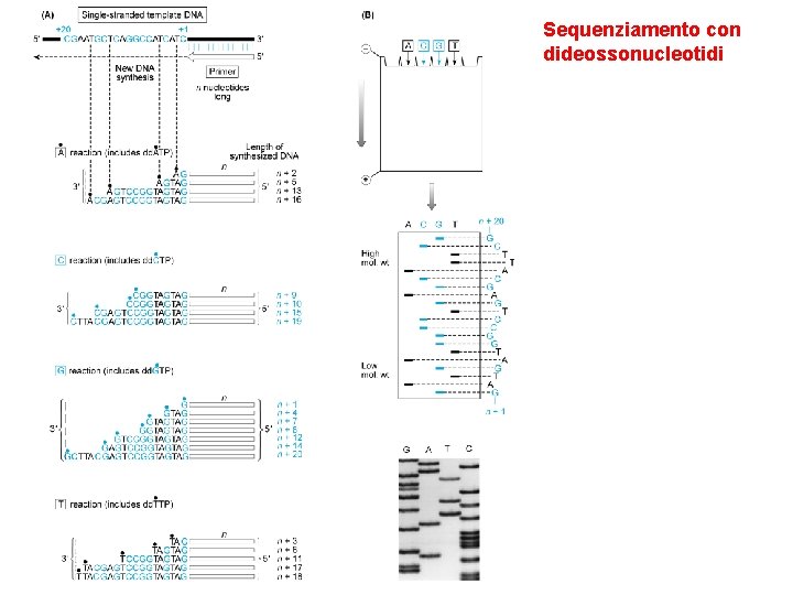 Sequenziamento con dideossonucleotidi 