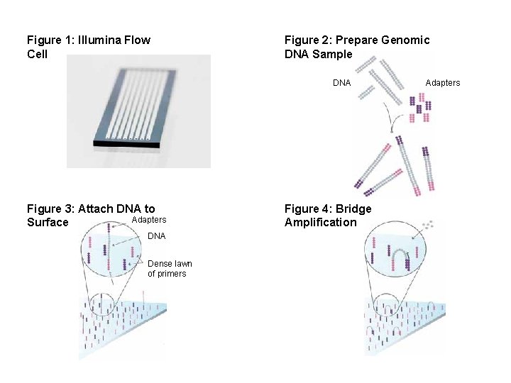 Figure 1: Illumina Flow Cell Figure 2: Prepare Genomic DNA Sample DNA Figure 3: