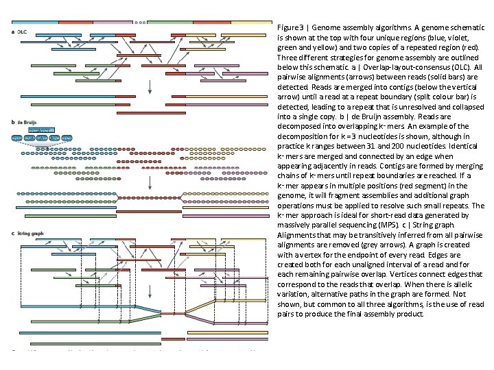 Figure 3 | Genome assembly algorithms. A genome schematic is shown at the top