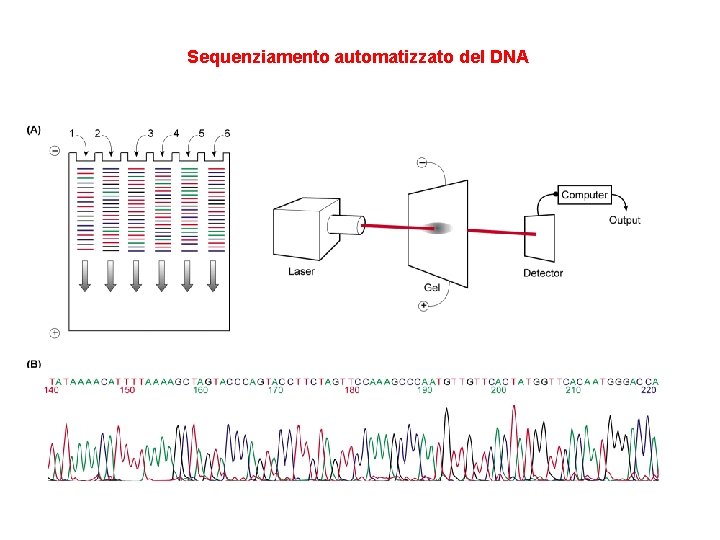 Sequenziamento automatizzato del DNA 