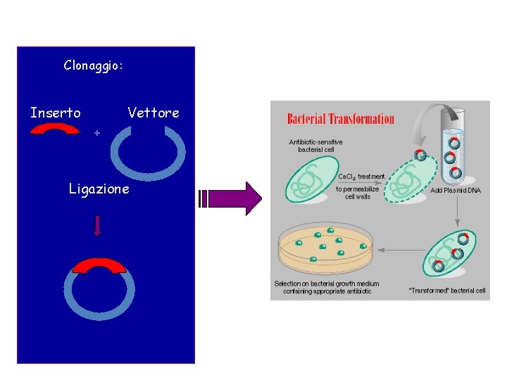 Clonaggio: Inserto Vettore + Ligazione 