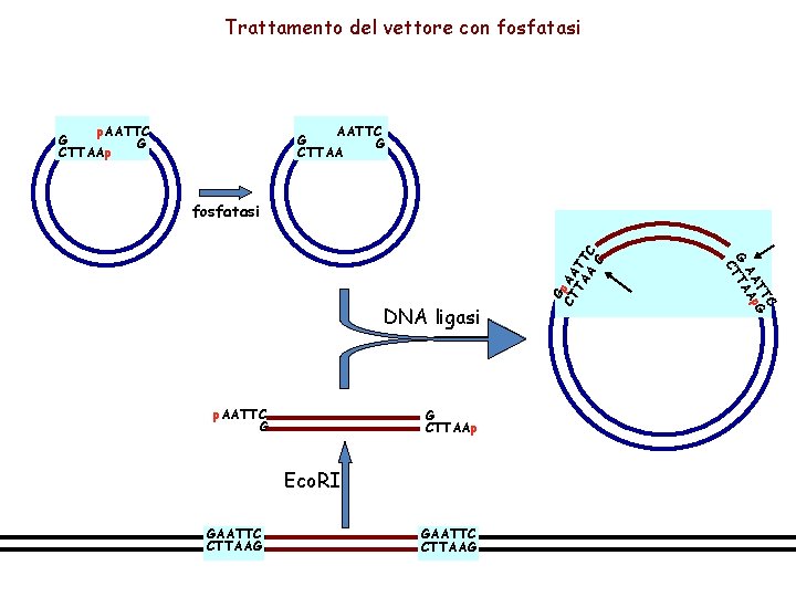 Trattamento del vettore con fosfatasi AATTC G G CTTAA p. AATTC G G CTTAAp