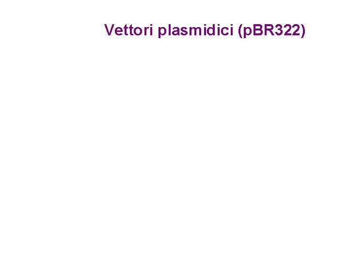 Vettori plasmidici (p. BR 322) 