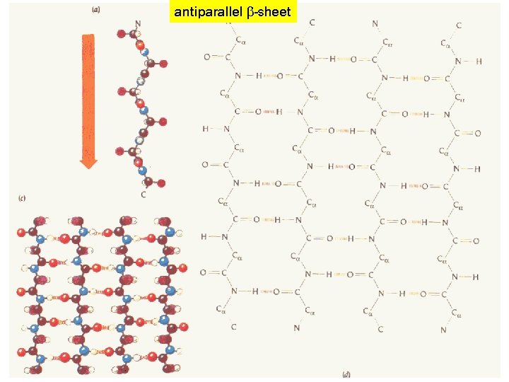Visualizing Protein Structures and Computing Structural Properties Stephen