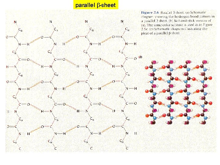 Visualizing Protein Structures and Computing Structural Properties Stephen