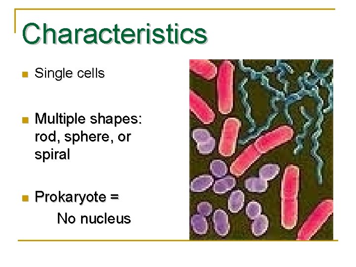 Warm Up n n What are bacteria What