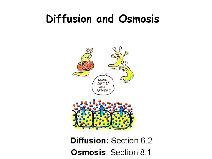 Diffusion and Osmosis Diffusion: Section 6. 2 Osmosis: Section 8. 1 