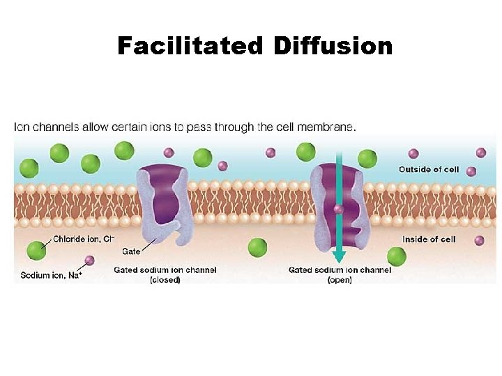 Chapter 5 Facilitated Diffusion 