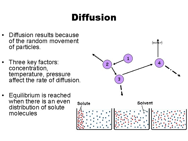 Diffusion • Diffusion results because of the random movement of particles. • Three key