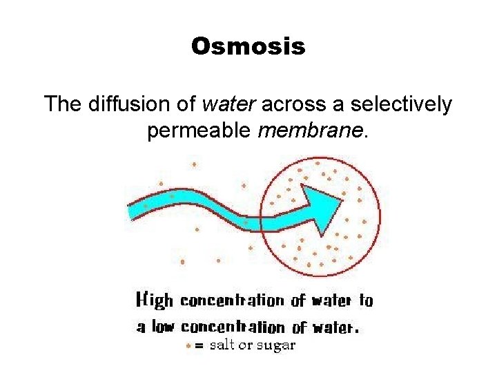 Osmosis The diffusion of water across a selectively permeable membrane. 