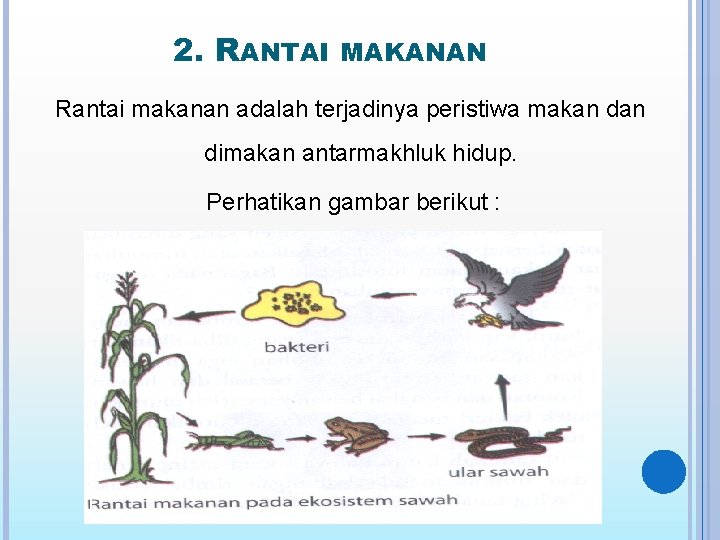 2. RANTAI MAKANAN Rantai makanan adalah terjadinya peristiwa makan dimakan antarmakhluk hidup. Perhatikan gambar