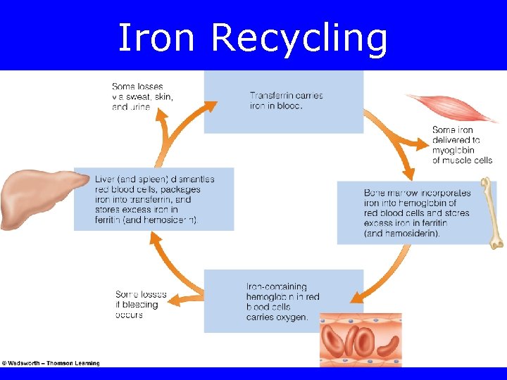 Iron Recycling 