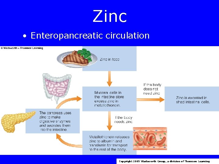 Zinc • Enteropancreatic circulation Copyright 2005 Wadsworth Group, a division of Thomson Learning 