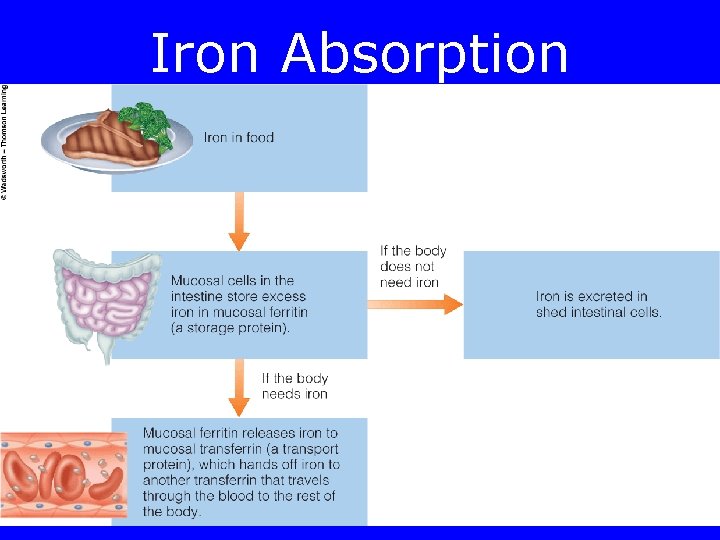 Iron Absorption 