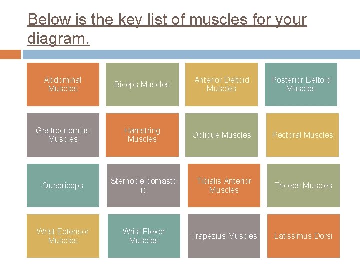 MUSCLE MADNESS WEBQUEST Use the links provided to