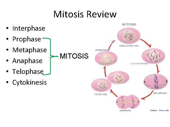 Mitosis Review • • • Interphase Prophase Metaphase Anaphase Telophase Cytokinesis MITOSIS 
