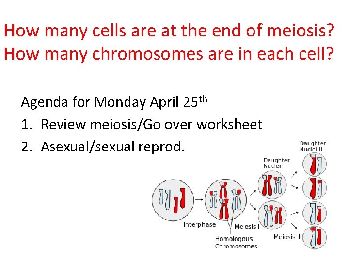 How many cells are at the end of meiosis? How many chromosomes are in