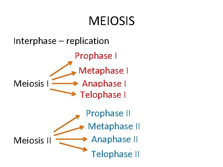 MEIOSIS Interphase – replication Meiosis II Prophase I Metaphase I Anaphase I Telophase I
