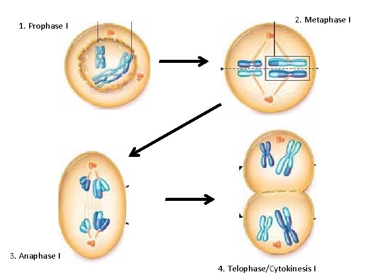 1. Prophase I 2. Metaphase I 3. Anaphase I 4. Telophase/Cytokinesis I 