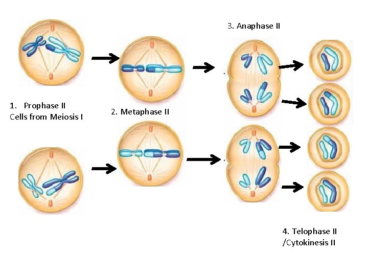 3. Anaphase II 1. Prophase II Cells from Meiosis I 2. Metaphase II 4.